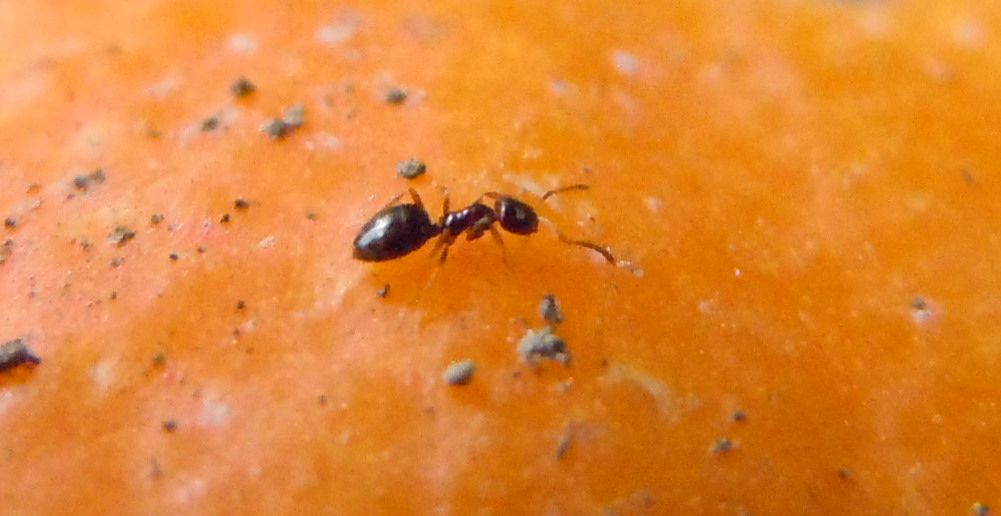 Formiche piccole: Plagiolepis sp.